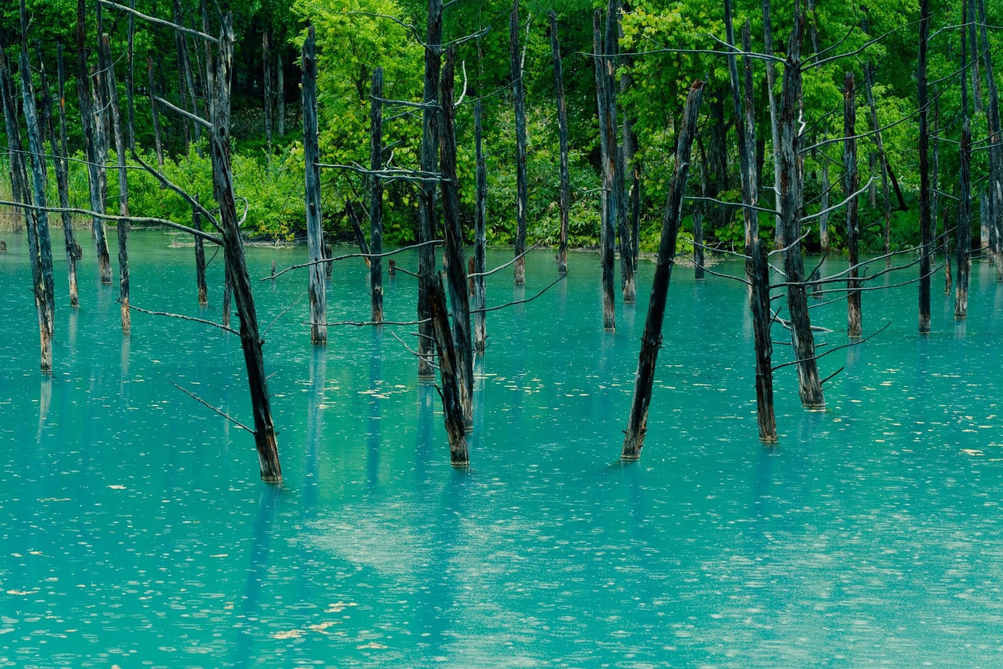 白金青池