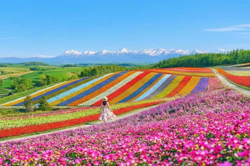 拼布花田全景