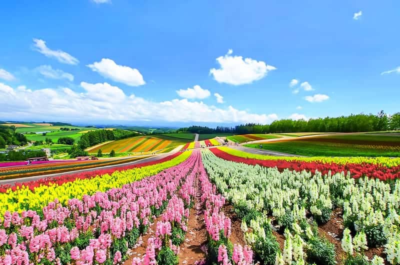 拼布花田全景