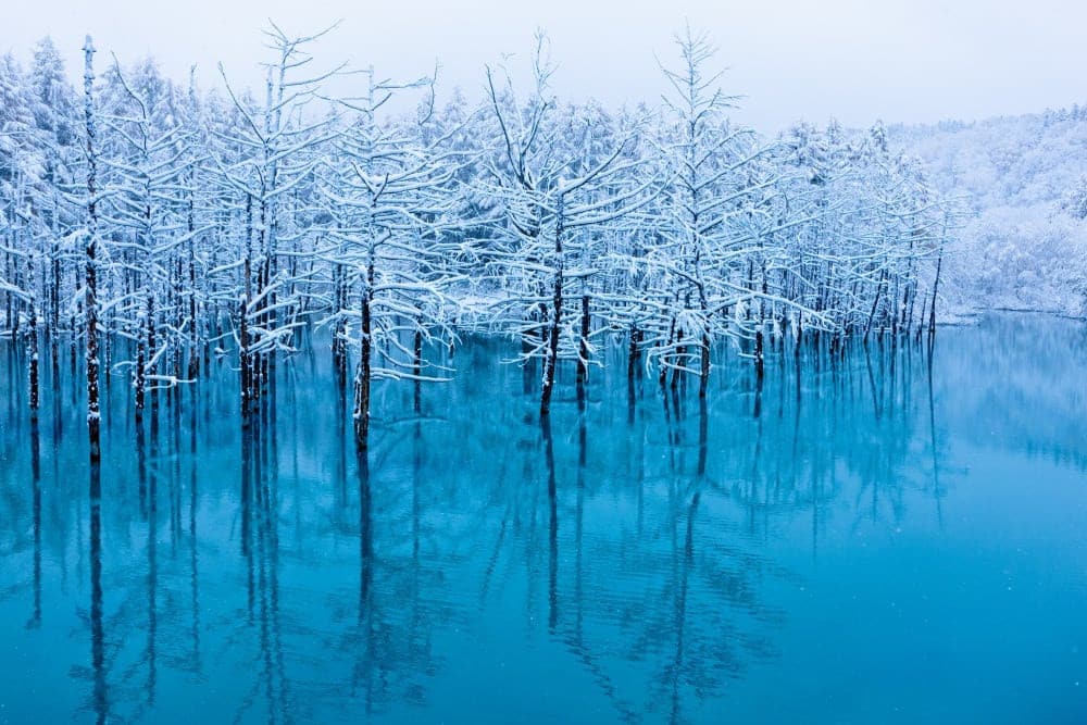 Shirogane Blue Pond in Biei | Japan's Local Treasures | Travel Japan （JNTO）