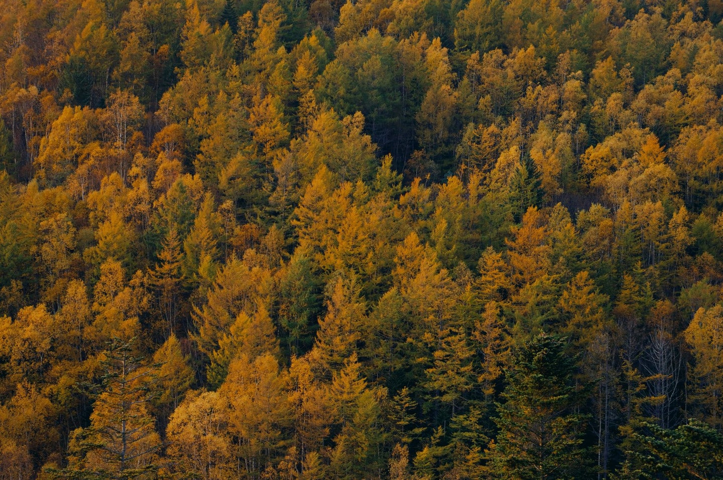 森林精靈露台四季景色