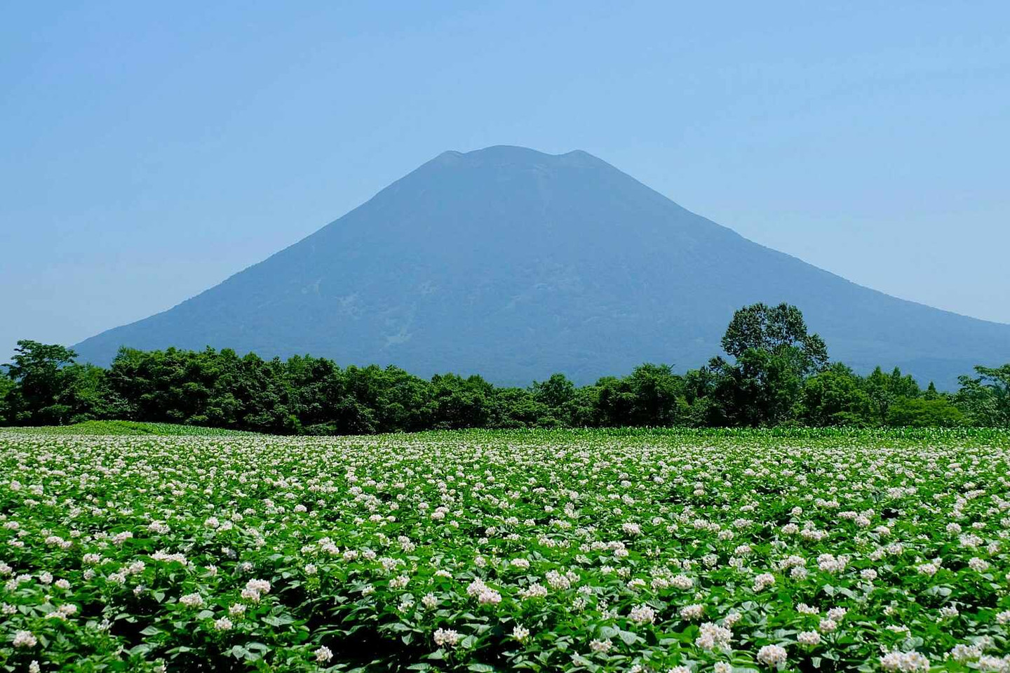 夏季羊蹄山與倶知安馬鈴薯花田