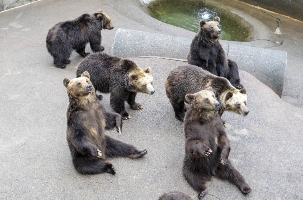 日本北海道洞爺湖昭和新山熊牧場電子門票 Showa Shinzan Bear Ranch