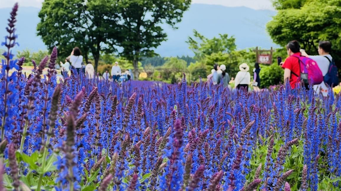 Kyushu Oita Kuju and Kumamoto Kurokawa Day Trip | Kokonoe Yume Otsurihashi, Kuju Flower Park in Summer, Kuju Forest Park Ski Resort Snow Play in Winter, Kurokawa Onsen | From Fukuoka Hakata