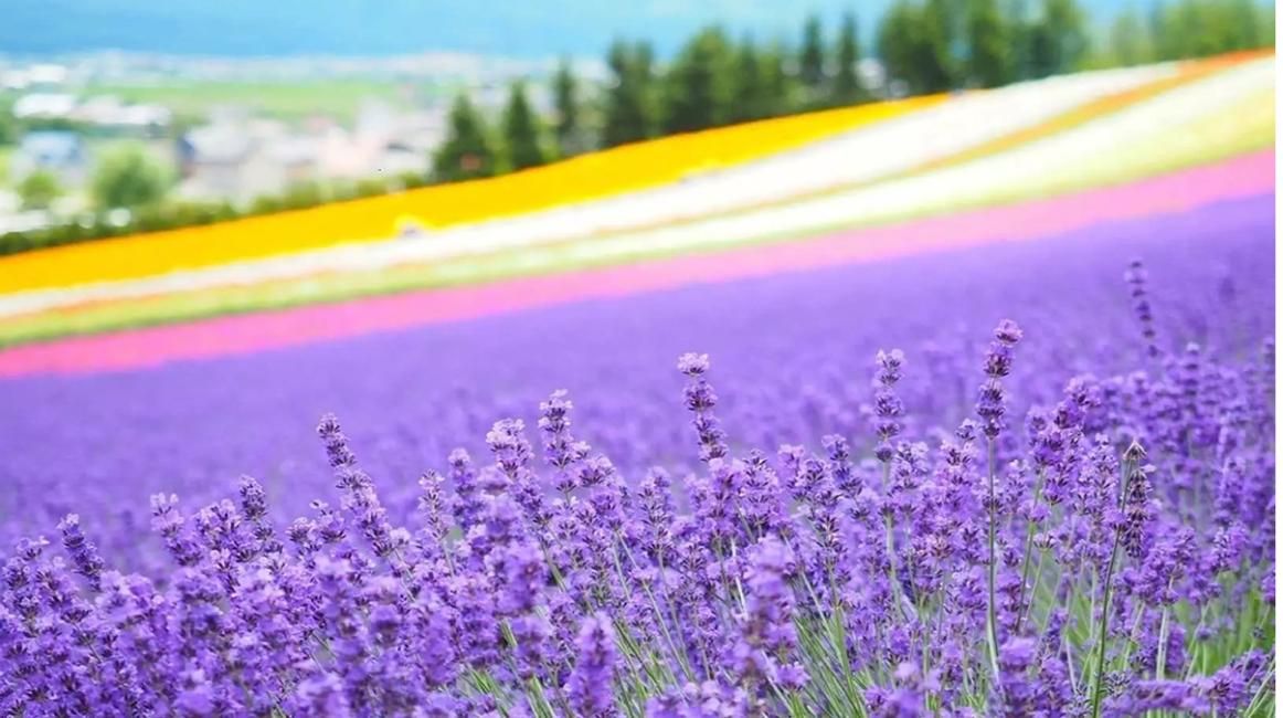 [Includes 1-Person Departure Option ~ Early Bird Limited Offer | 50% OFF] Hokkaido Furano Day Tour | Farm Tomita Rainbow Fields & Biei Shikisai-no-Oka & Blue Pond | From Sapporo
