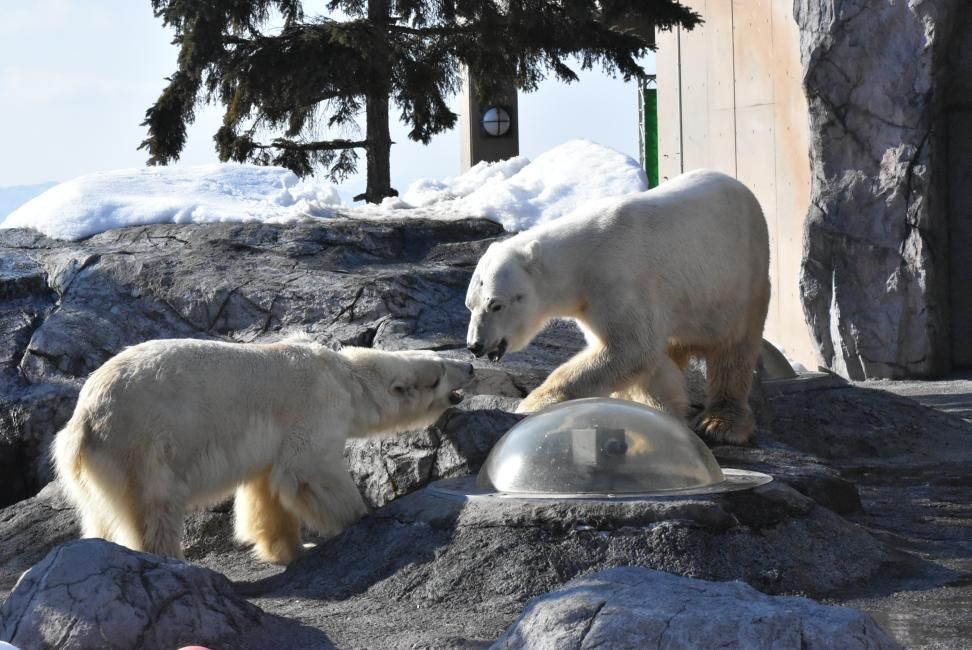 [Official Sales] Asahiyama Zoo Tickets (Asahikawa, Hokkaido)