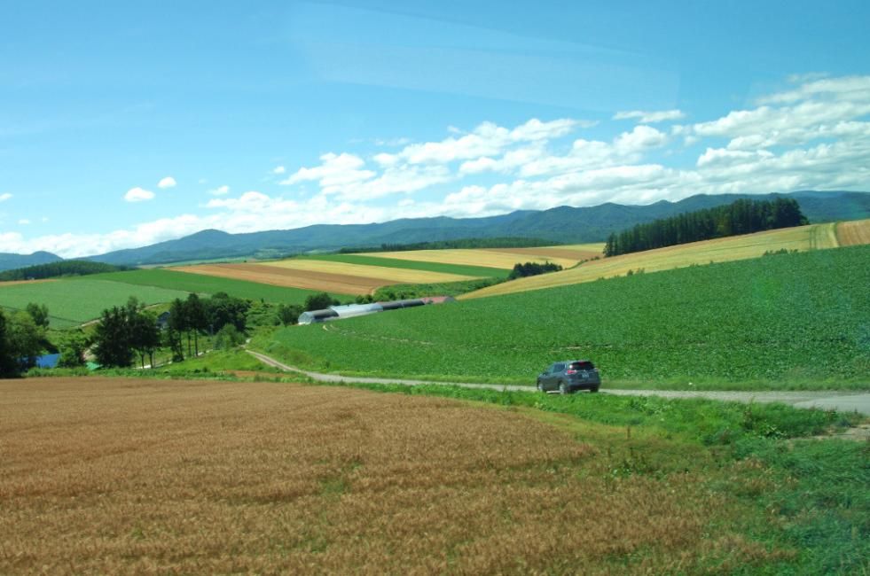 Hokkaido | Farm Tomita & Biei Shirogane Blue Pond Bus Tour (Departing from Asahikawa)