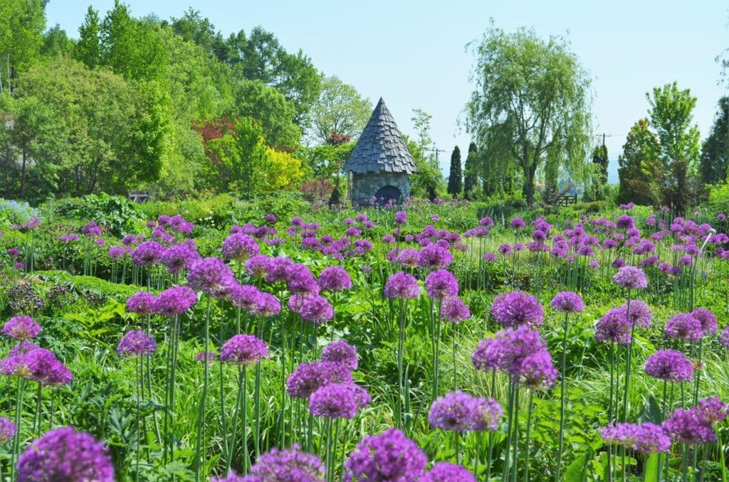 上野農場精靈庭園的紫花蔥花海與石造小屋