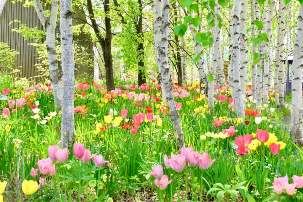 上野農場白樺小徑的白樺樹幹與鬱金香花地
