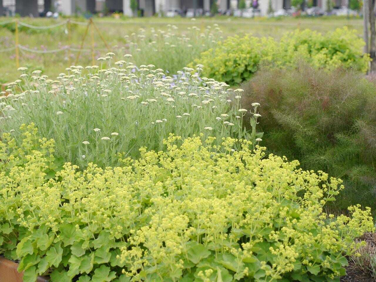 北彩都花園神人之森香草花園的蓍草與羽衣草