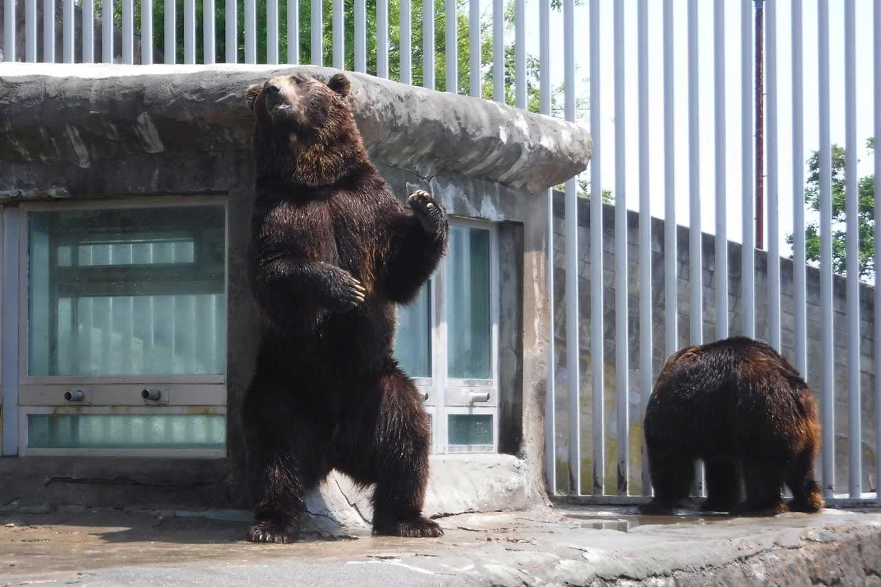 登別熊牧場飼育場內站立討食的棕熊