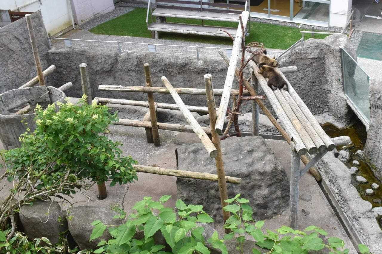 登別熊牧場小熊牧場（子グマ牧場）園區與小熊