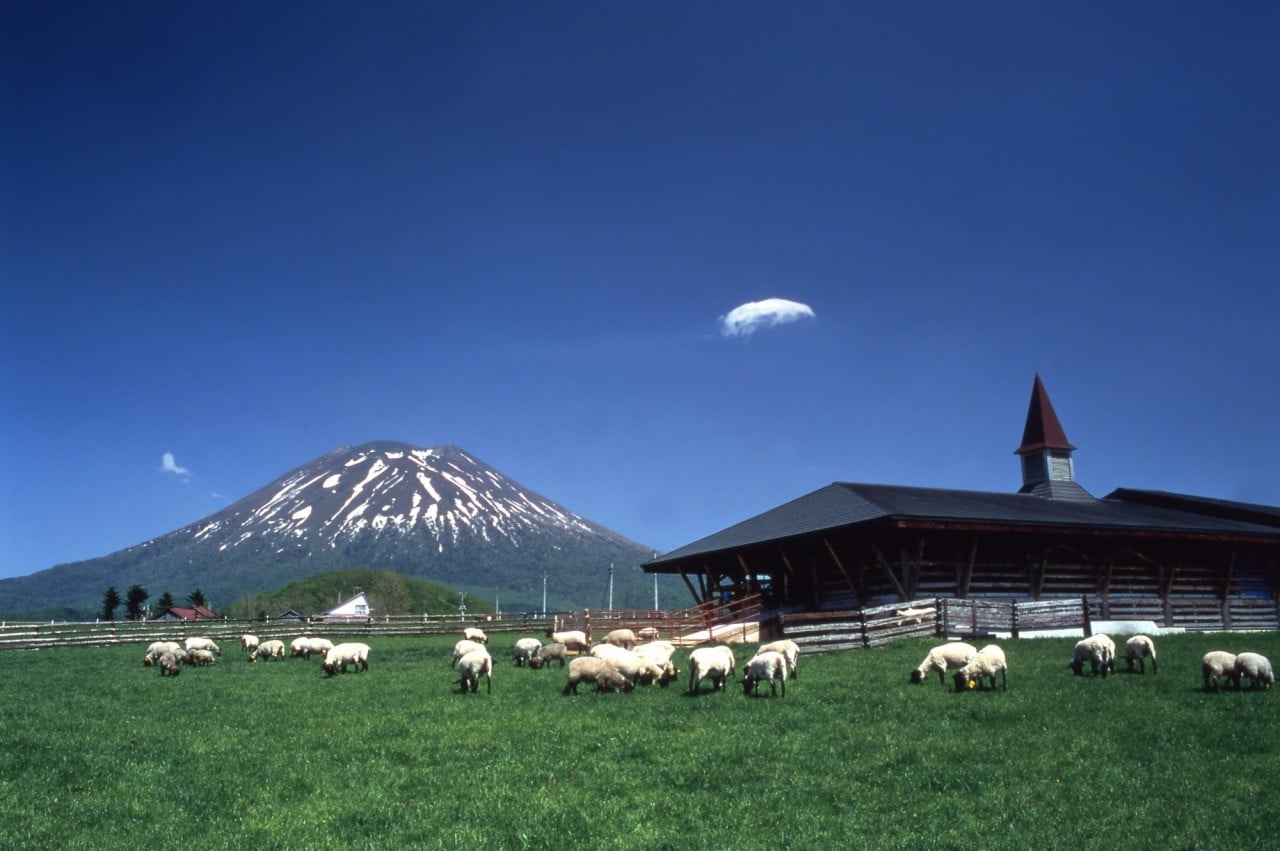 羊蹄山對稱錐形山體與夏季牧草地