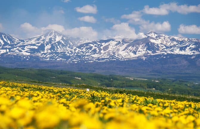 Flower Land上富良野的黃色花田，遠方為殘雪覆蓋的十勝岳連峰