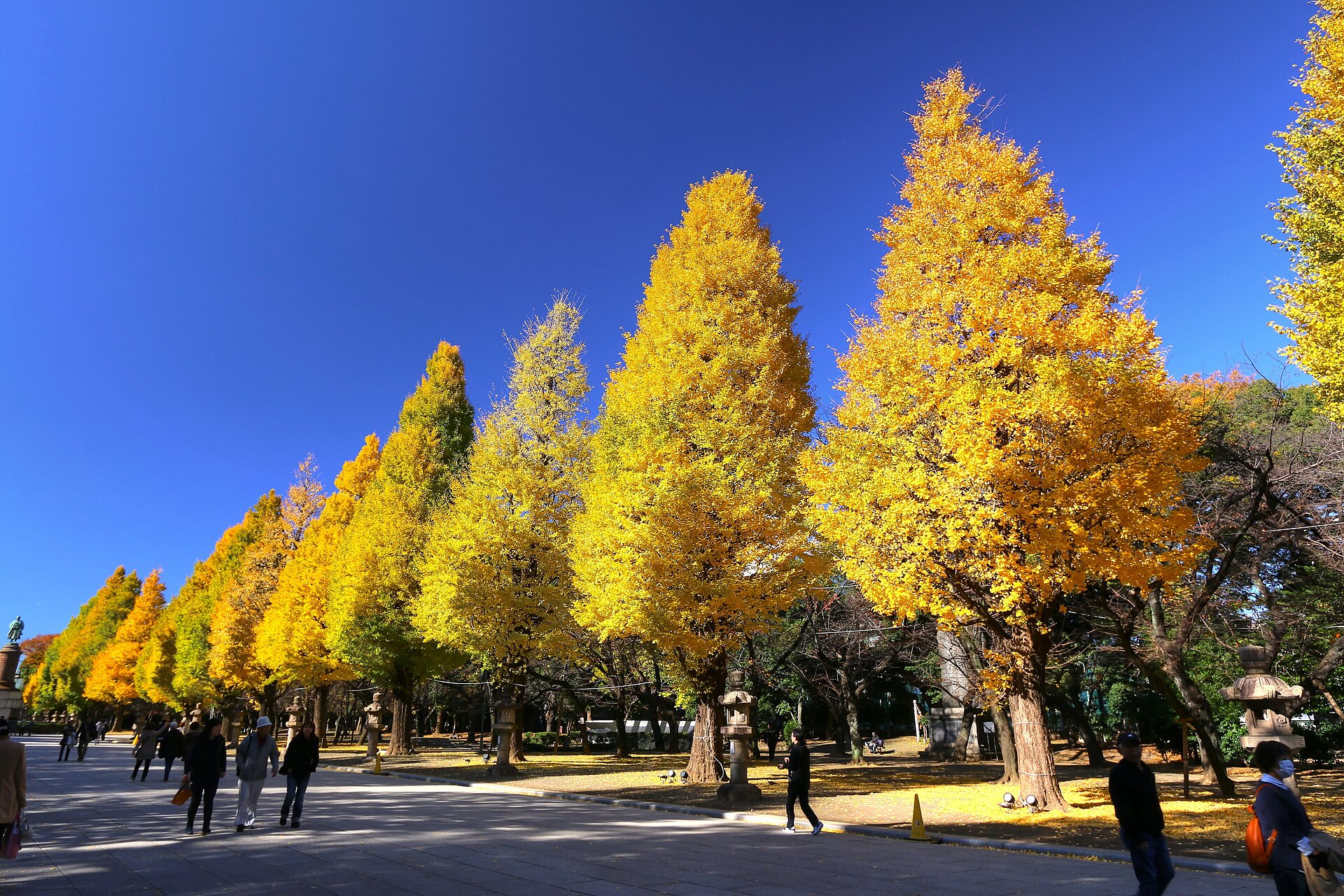 Ginkgo avenue and stone lanterns on the approach to Yasukuni Shrine