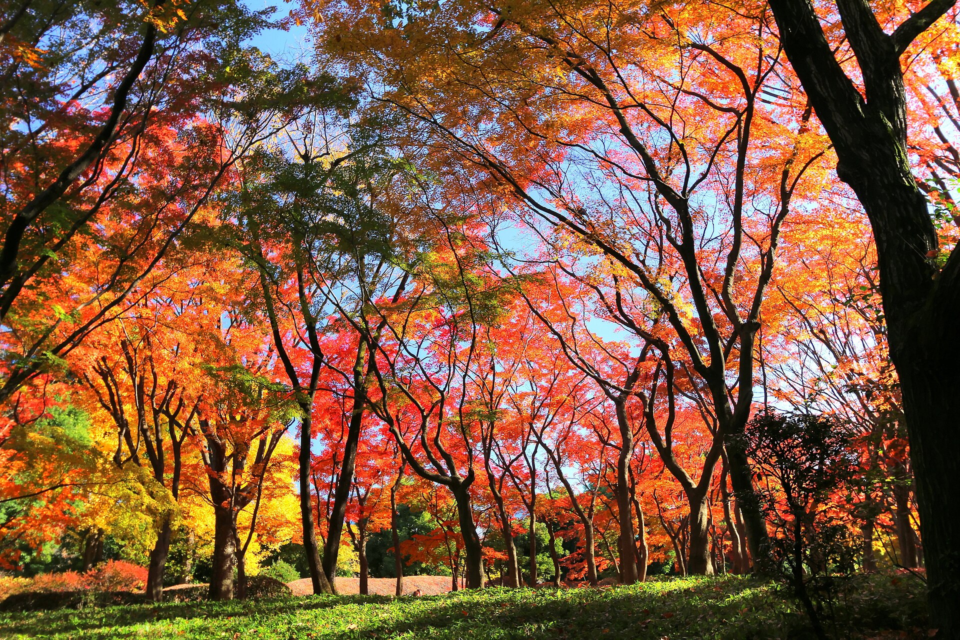 Autumn leaves at Kitanomaru Park