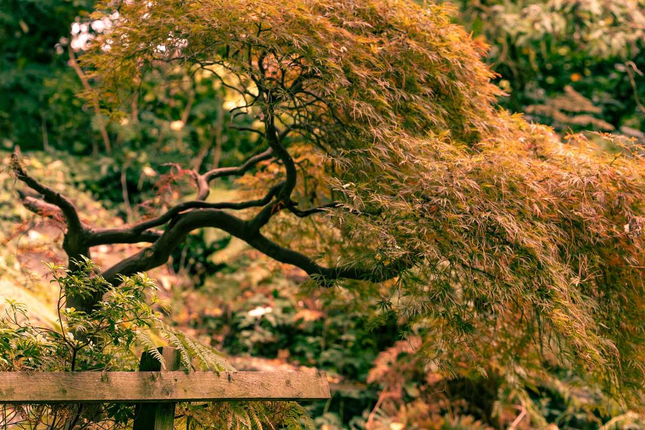 170年大紅楓古樹