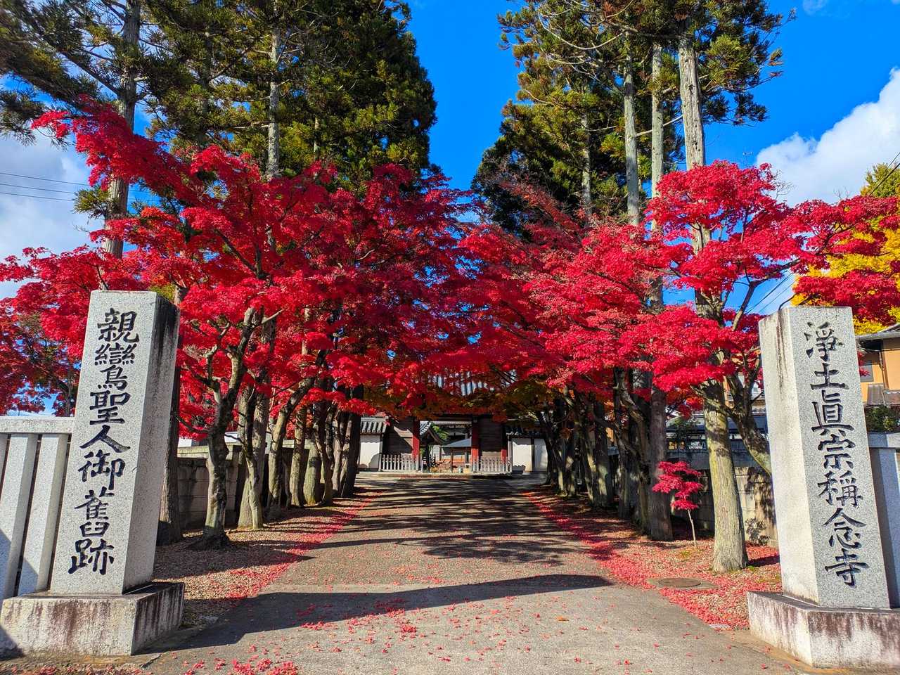 開山御手植楓