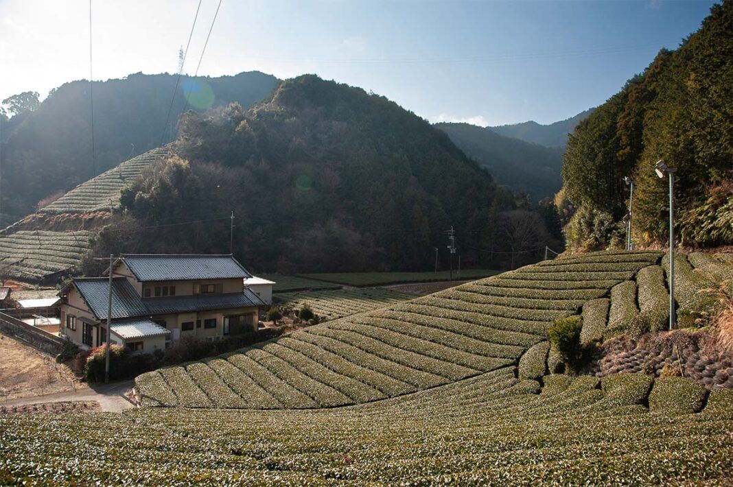 政所茶體驗