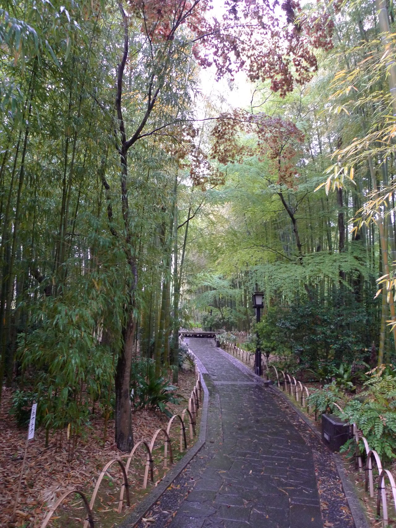 竹林小徑