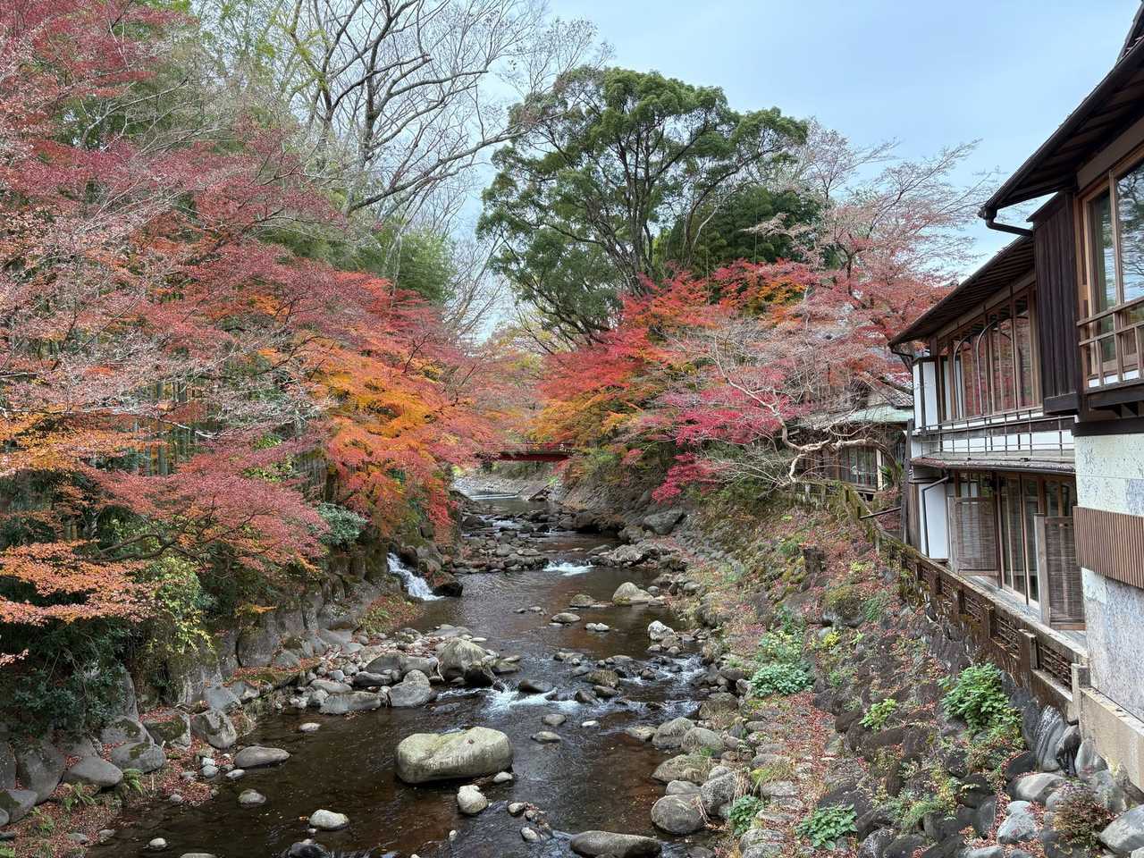 修善寺自然公園紅葉林