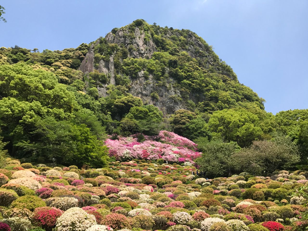 杜鵑谷