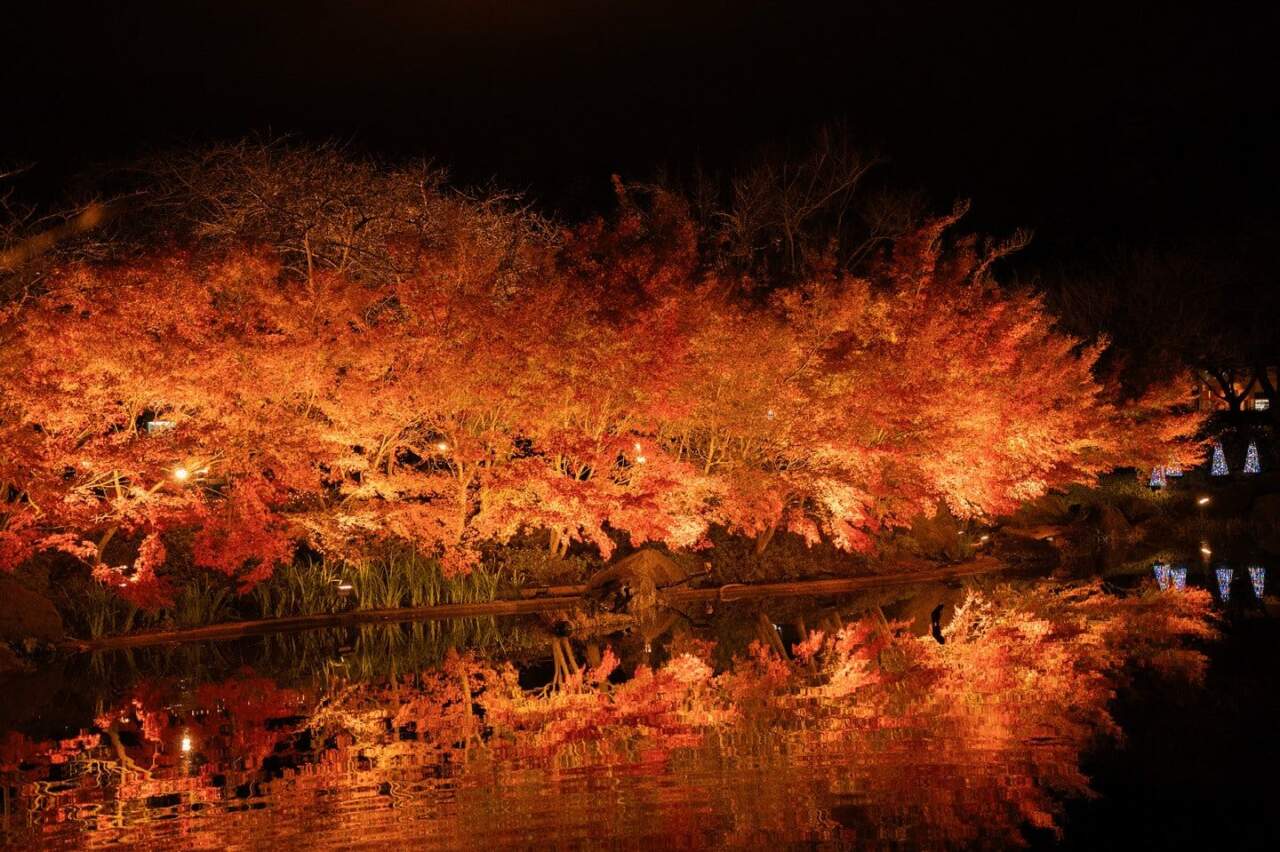 2026 紅葉預測與夜間點燈