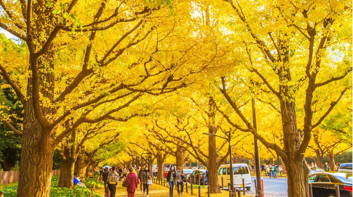Midosuji ginkgo avenue