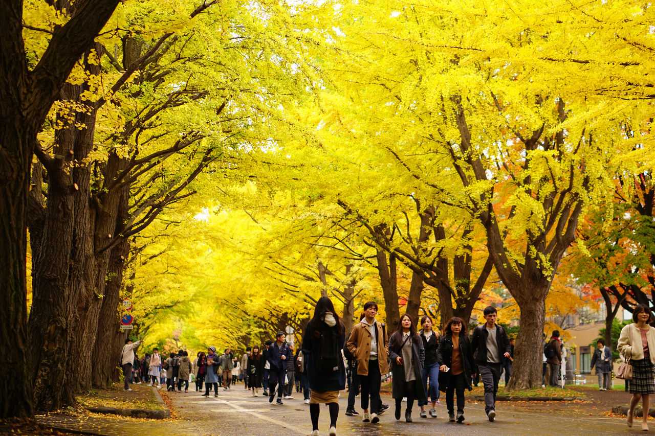 北海道大學銀杏大道