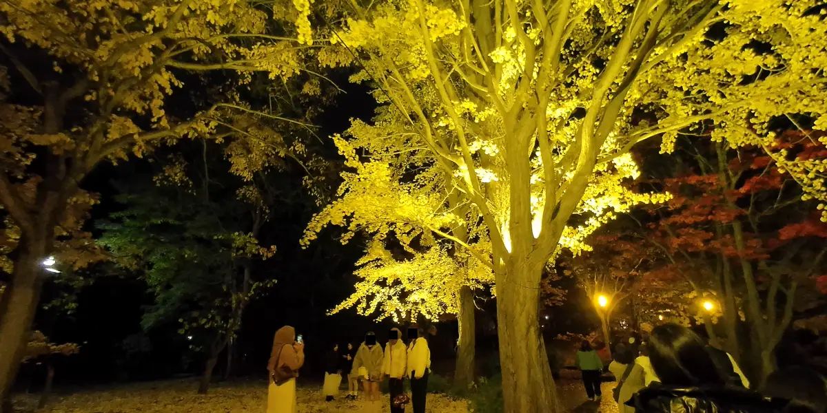 北大金葉祭