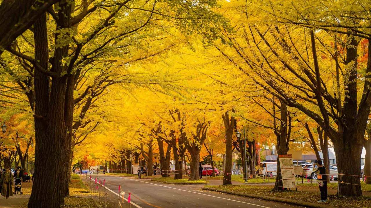 北海道大學校園