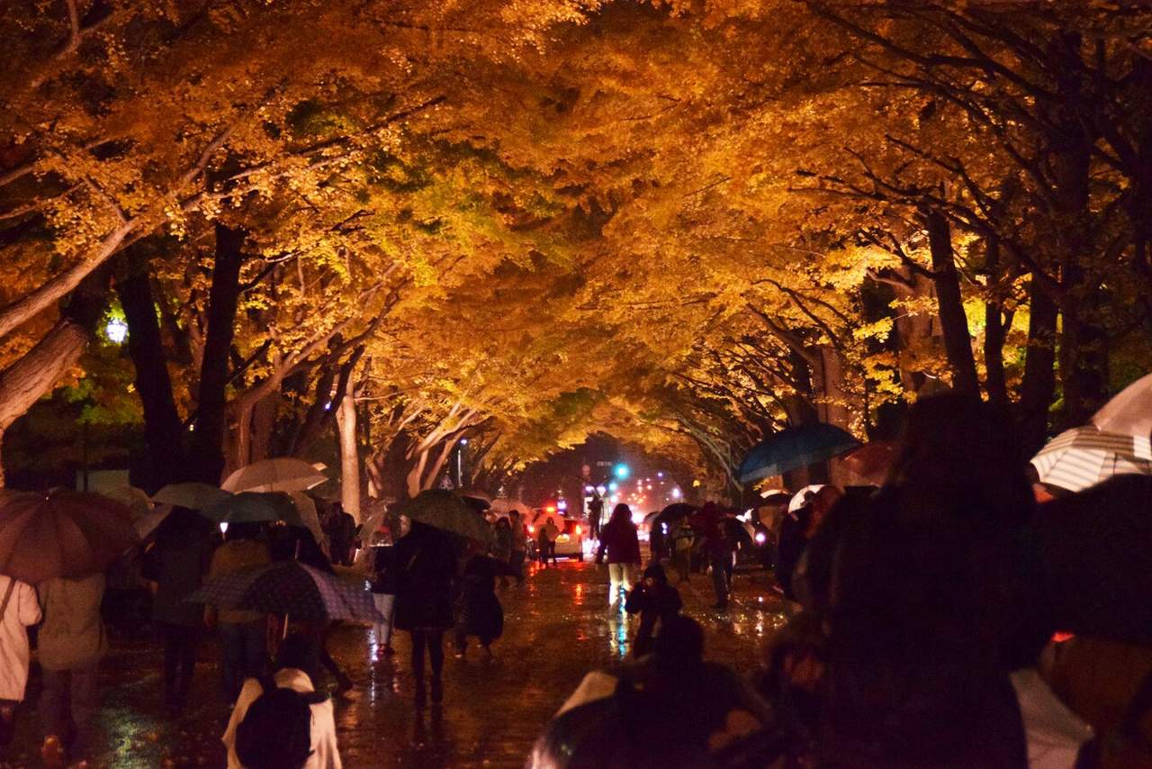北大金葉祭