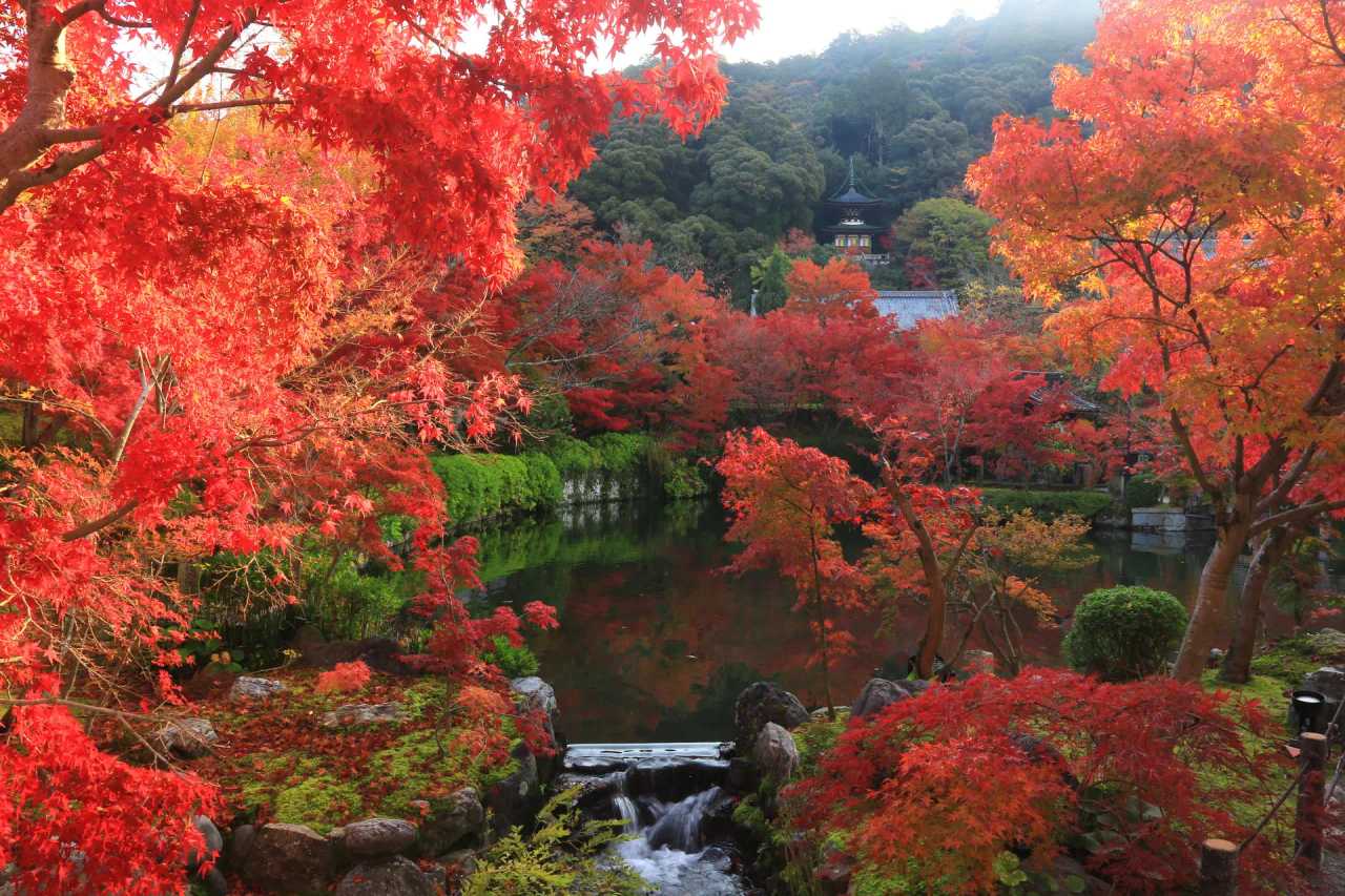 Eikando daytime tickets and Autumn Temple Treasures Exhibition 2026