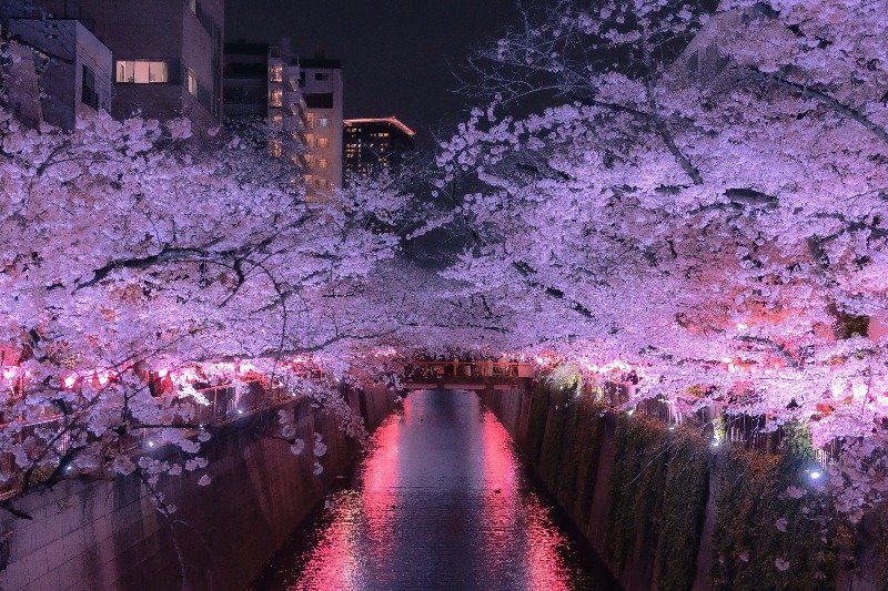 目黑川大家的燈光秀