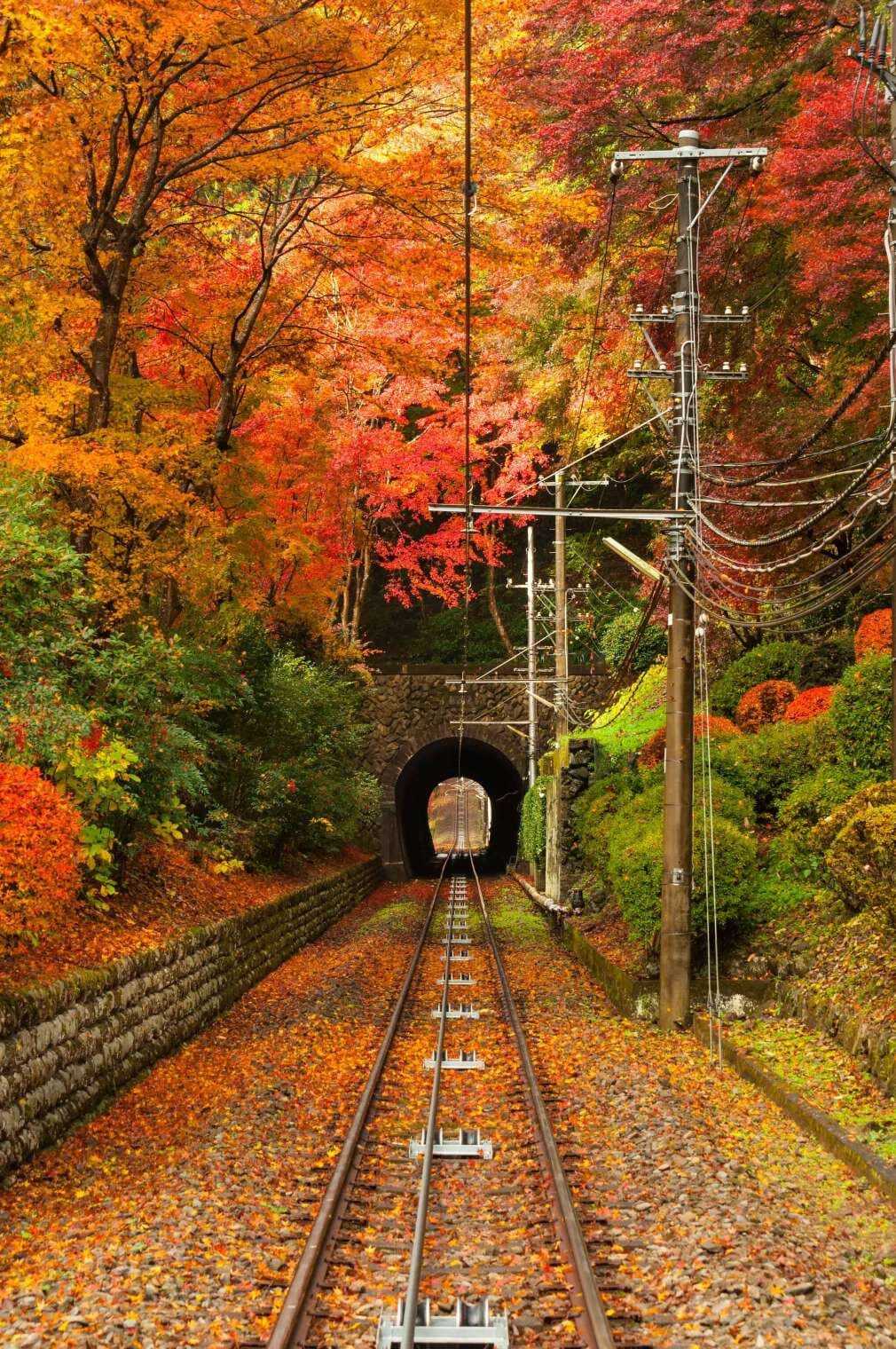 高尾山纜車:日本最陡坡道紅葉隧道