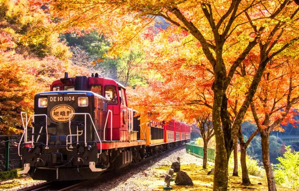 Kyoto Autumn Foliage Day Tour | Kinkaku-ji, Arashiyama Night Illumination, Sagano Romantic Train