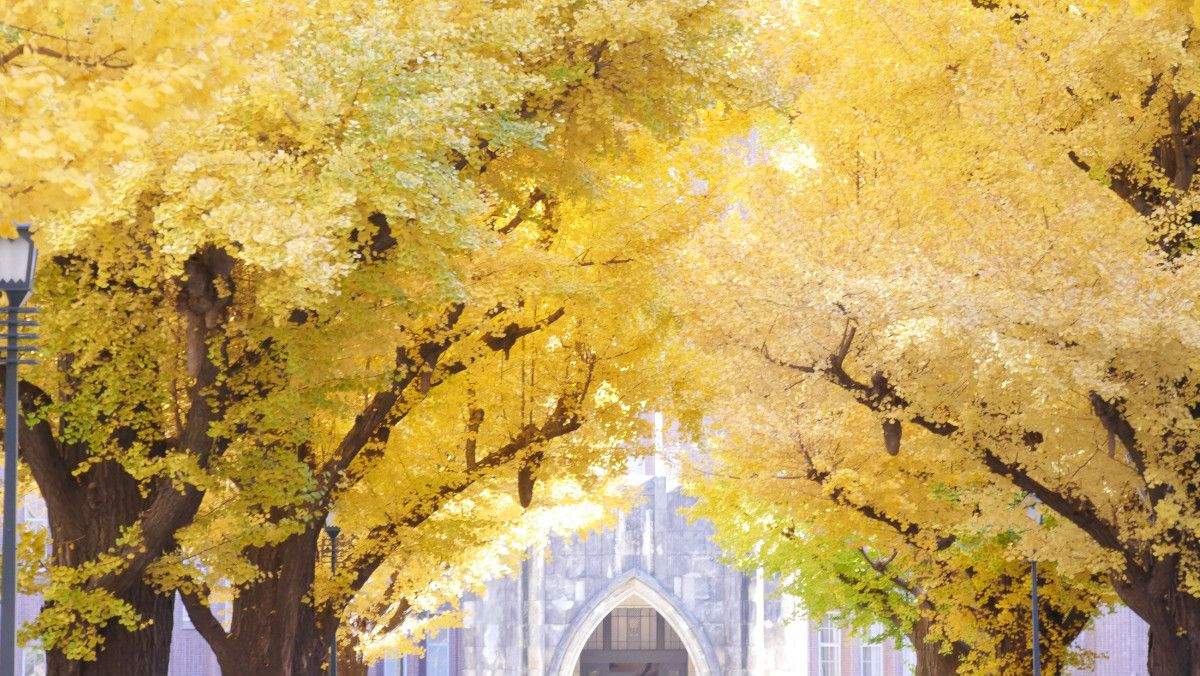 University of Tokyo Hongo Campus