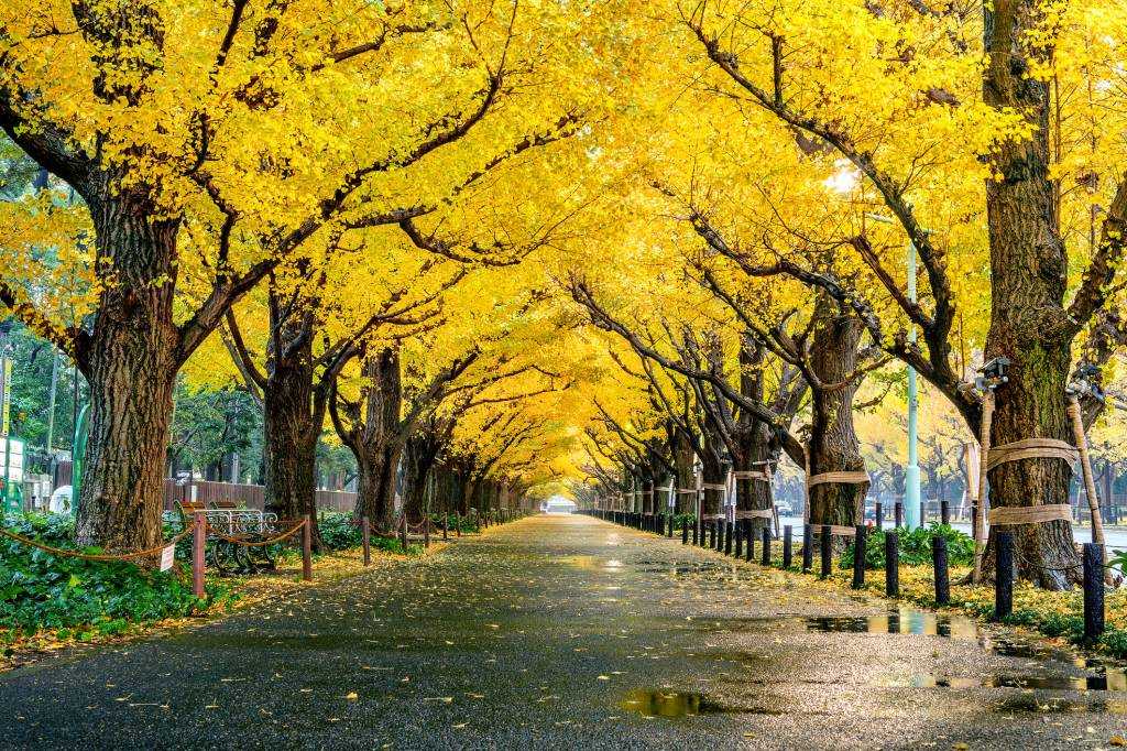 Yoyogi Park