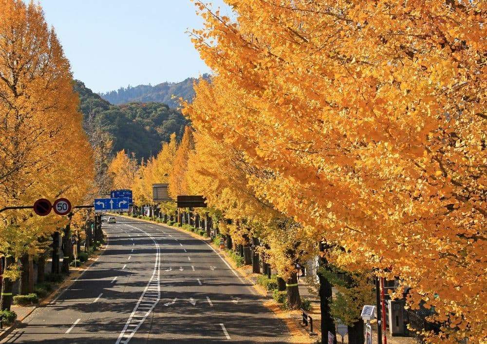 Koshu Kaido ginkgo avenue