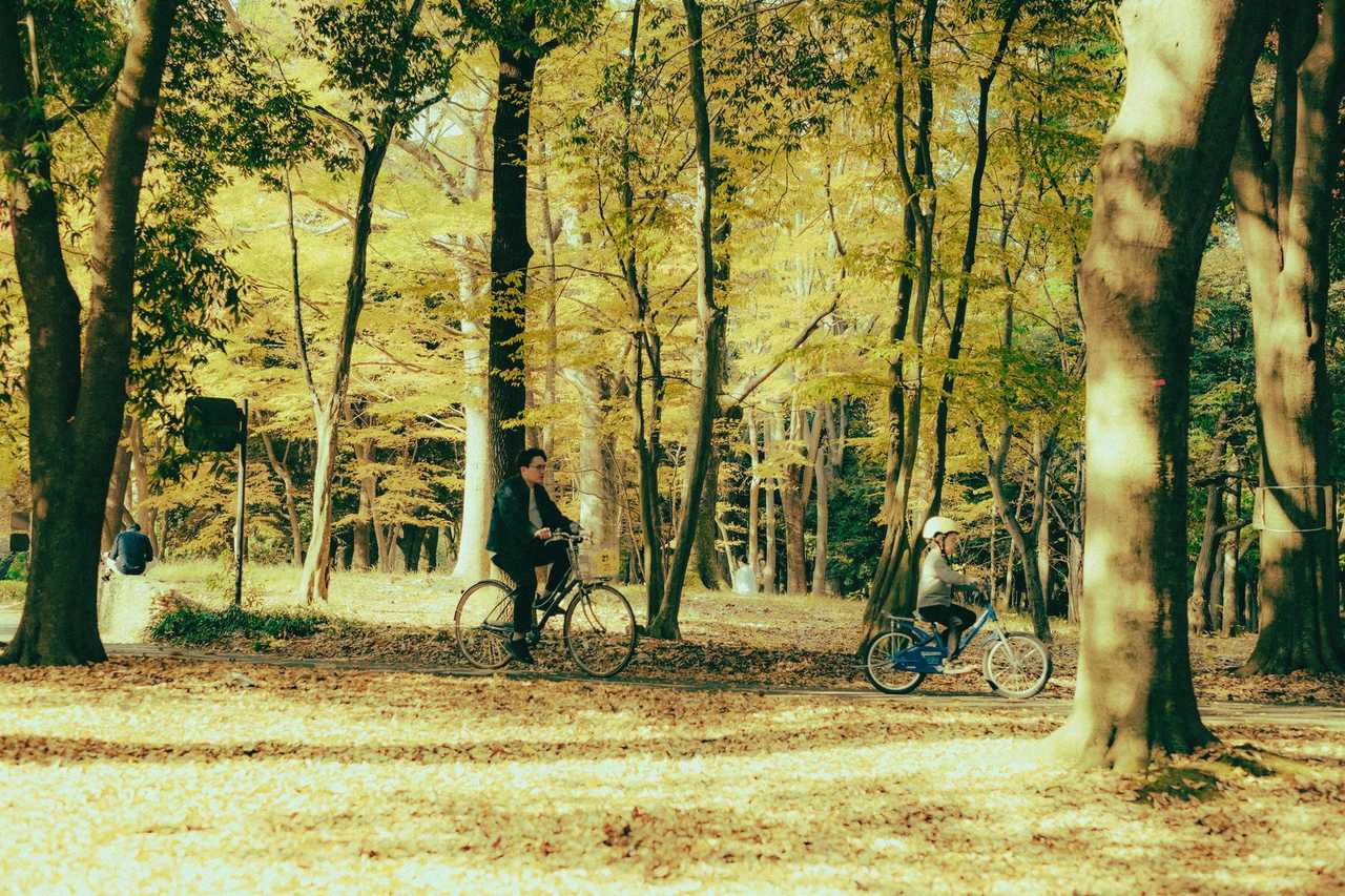 Showa Kinen Park admission + bicycle rental