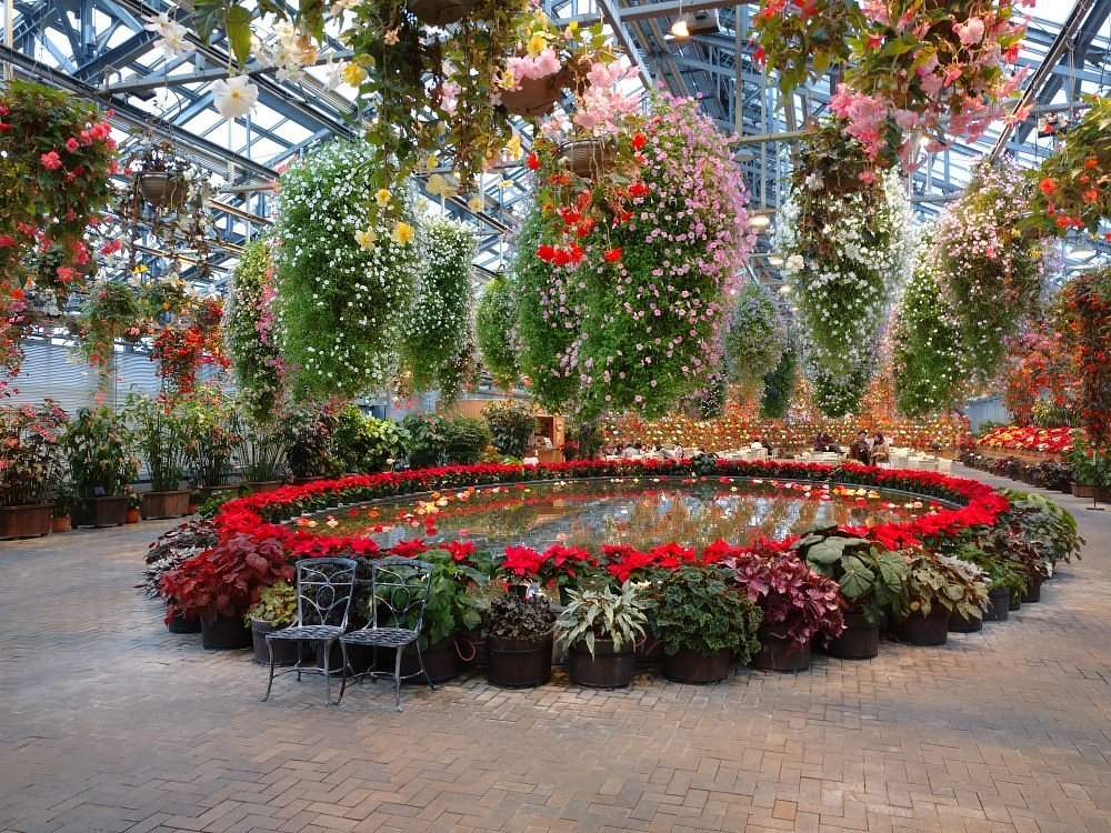 Begonia Garden