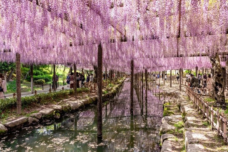 The 70 m wisteria trellis