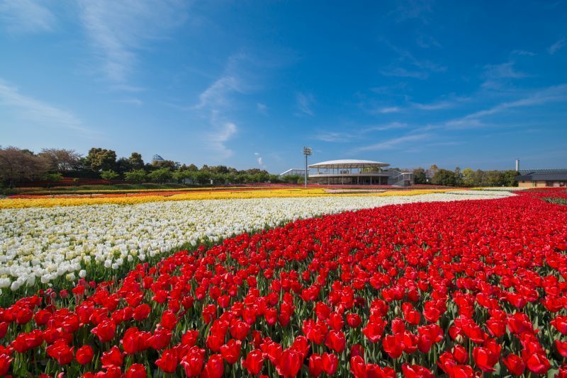 Flowers through the seasons