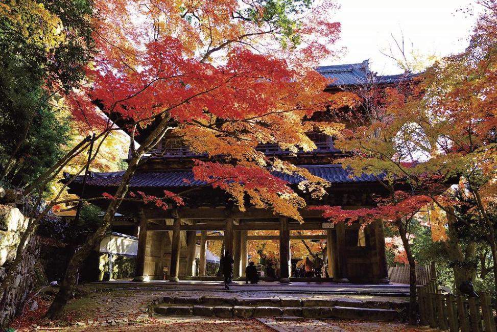 【大阪/京都出發】一日巴士之旅:永源寺、水杉大道、青龍寺德元院賞楓