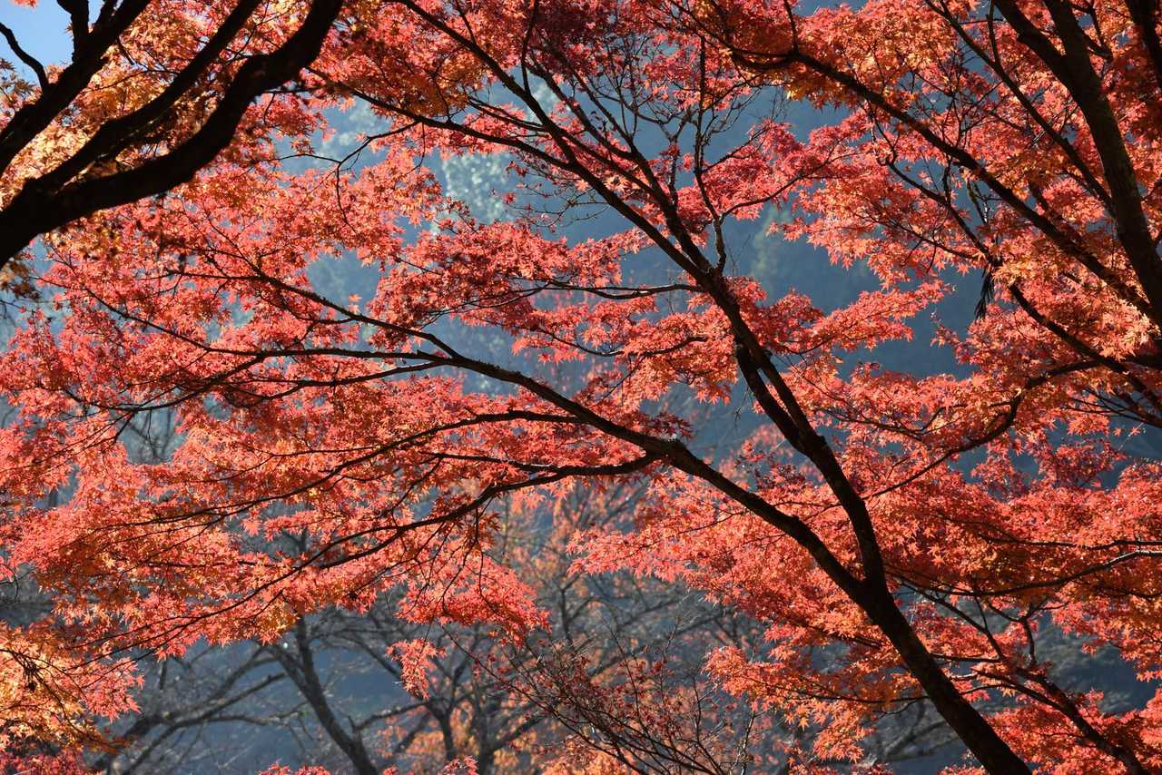 叡山電車一日券:無限暢遊沿線紅葉
