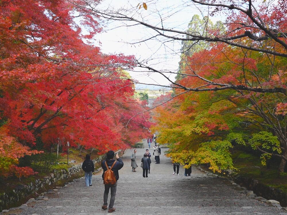 二尊院:恬靜的紅葉之馬場