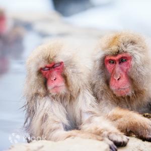【長野一日遊】戶隱神社&地獄谷野猿公苑 雪猴散策 (長野出發)