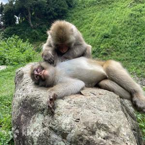 長野雪猴公園&澀溫泉文化之旅