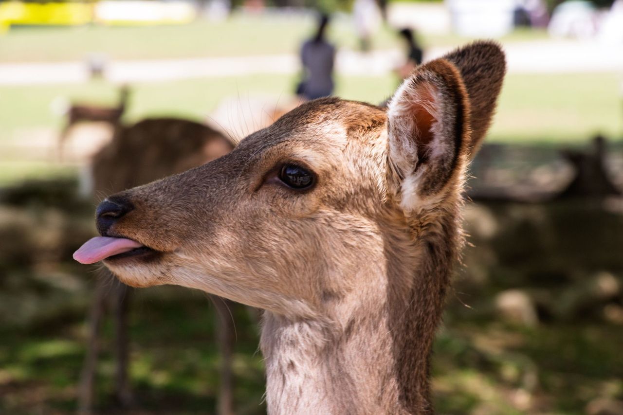 奈良公園