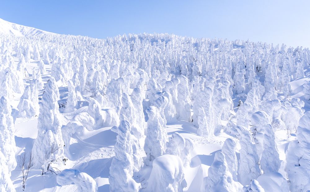 樹冰原雪道